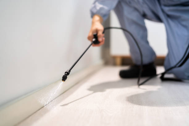 Licensed Wasp Removal service in Hubbard, TX - Show Me Pest Control